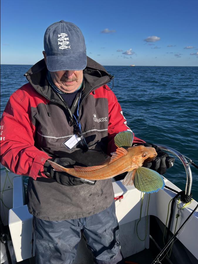 2 lb Tub Gurnard by Pete