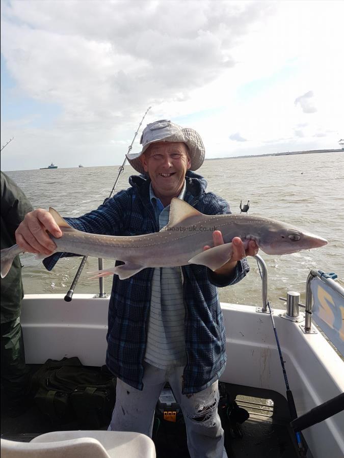 5 lb 5 oz Starry Smooth-hound by Mick
