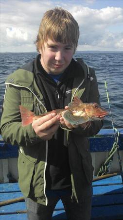 12 oz Tub Gurnard by James Moran