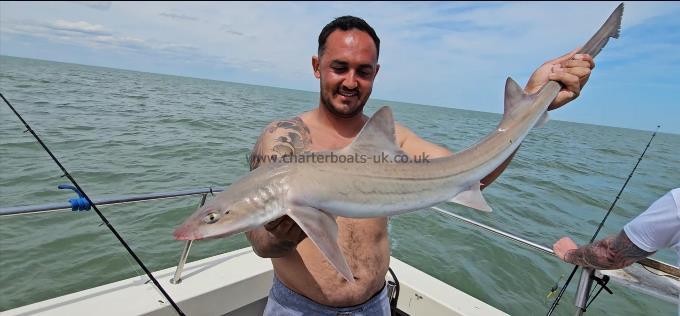 9 lb 8 oz Smooth-hound by Tom