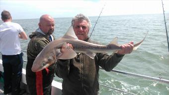 11 lb 4 oz Starry Smooth-hound by peter lewis