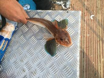 2 lb Red Gurnard by Unknown