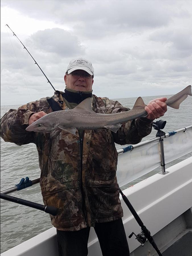 6 lb Starry Smooth-hound by Trevor Pankhurst