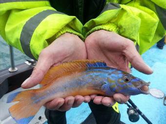 1 lb 2 oz Cuckoo Wrasse by Unknown