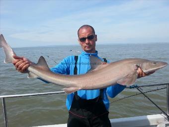 16 lb 4 oz Starry Smooth-hound by DARREN