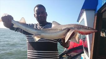 11 lb 7 oz Starry Smooth-hound by Wayne from London