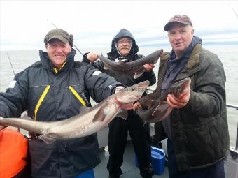 12 lb Spurdog by penygraig fishing club