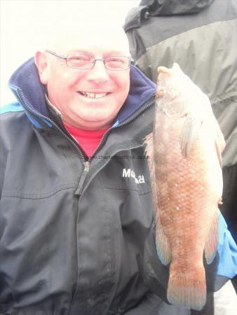 2 lb Ballan Wrasse by Eric