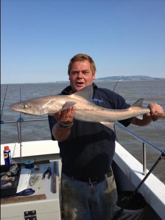 12 lb 10 oz Starry Smooth-hound by Steve Sampson the nutter