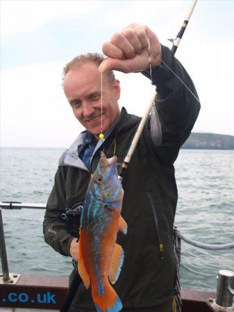 1 lb Cuckoo Wrasse by Unknown