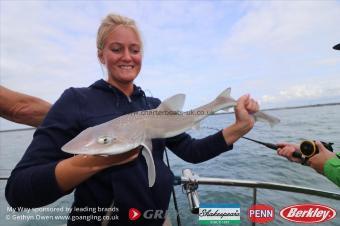 5 lb Starry Smooth-hound by Josie