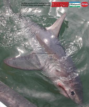 200 lb Porbeagle by Various :D