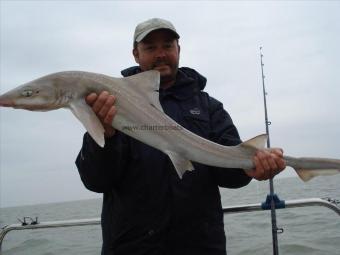 12 lb Starry Smooth-hound by Unknown