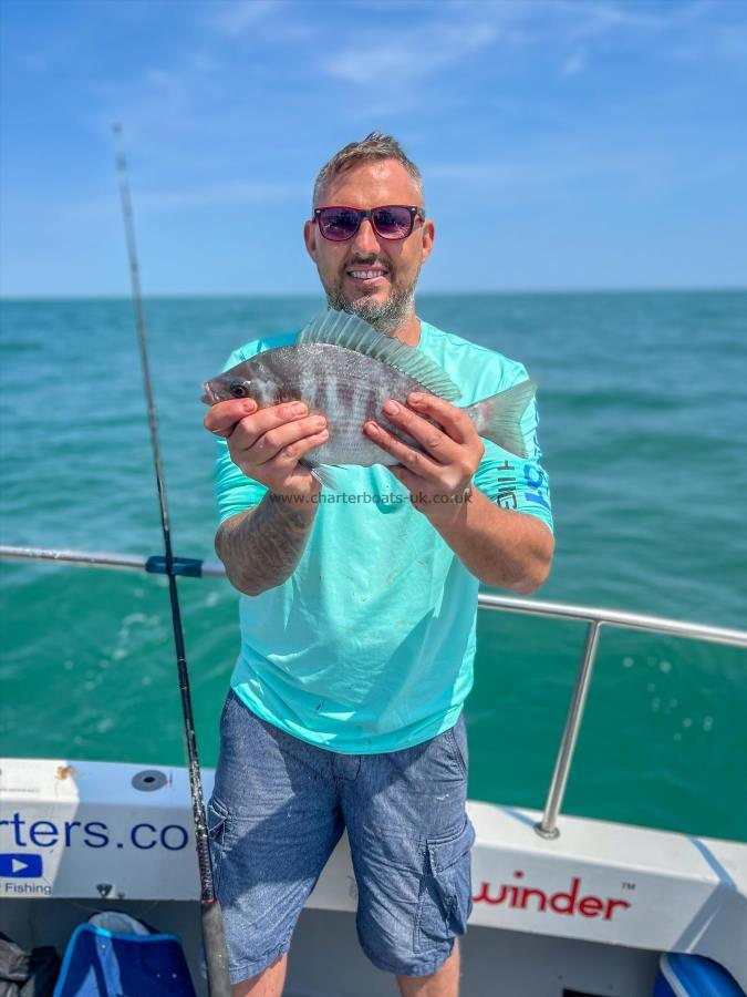 1 lb 10 oz Black Sea Bream by Unknown