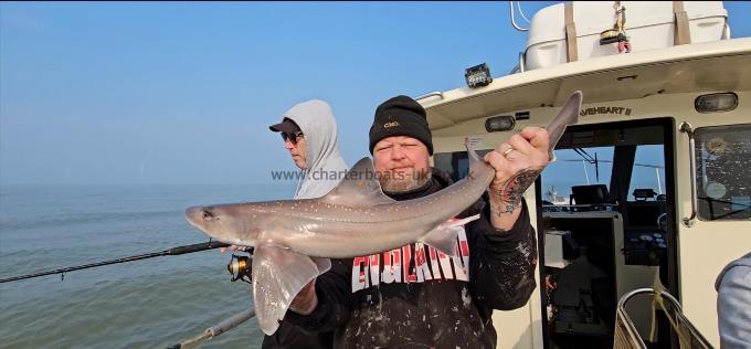6 lb 2 oz Smooth-hound by Gustaw