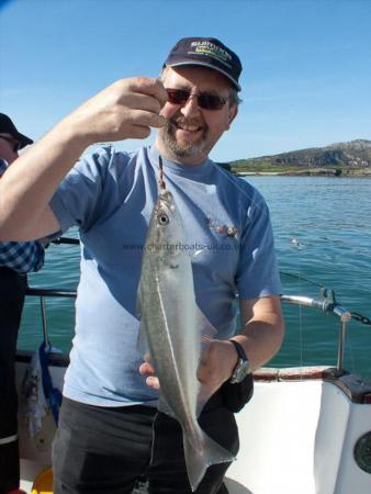 4 lb Coalfish (Coley/Saithe) by Paul Whiting