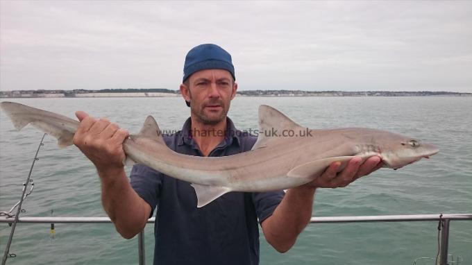 7 lb 8 oz Starry Smooth-hound by Mark from Kent