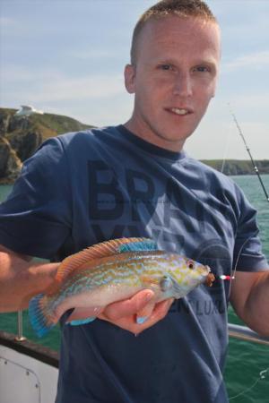 1 lb Cuckoo Wrasse by Paul