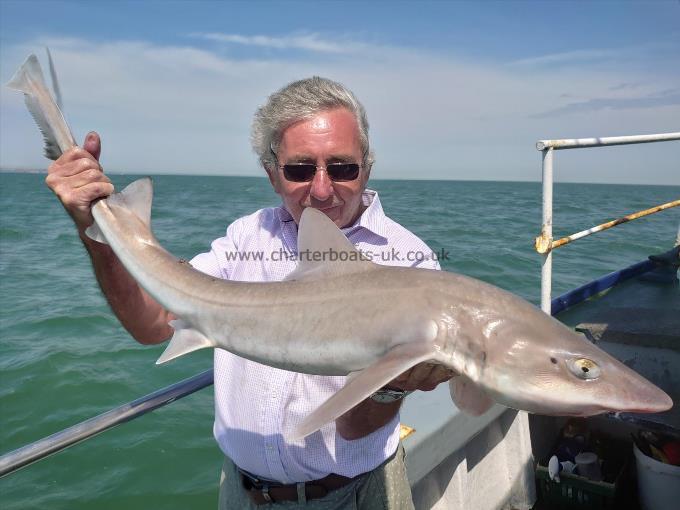 14 lb Smooth-hound (Common) by John