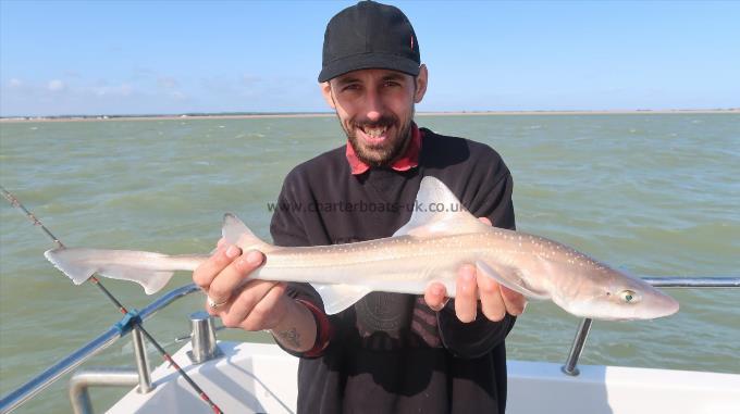 3 lb Starry Smooth-hound by Unknown