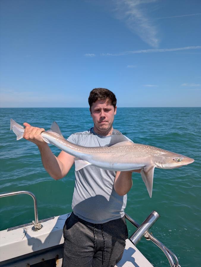 10 lb Smooth-hound by Unknown