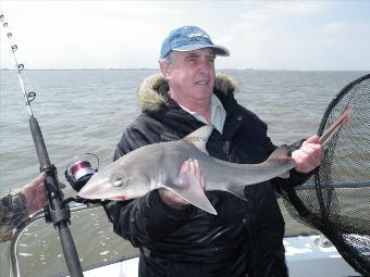 10 lb 6 oz Starry Smooth-hound by Unknown