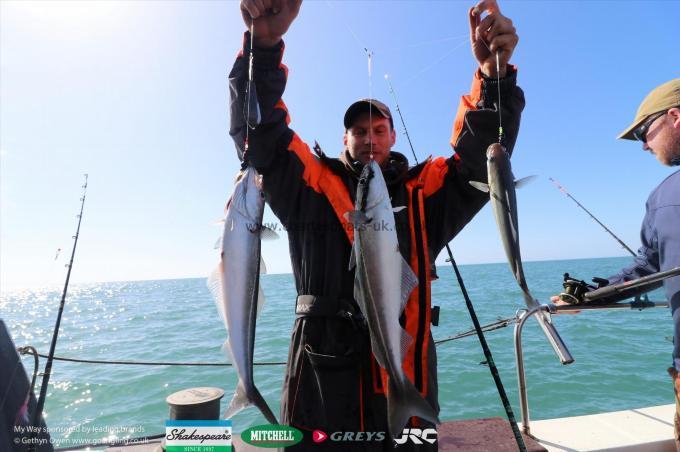 2 lb Coalfish (Coley/Saithe) by Lewis