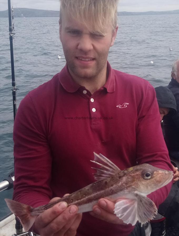 1 lb 8 oz Grey Gurnard by danny