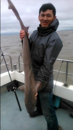 16 lb Smooth-hound (Common) by Steve