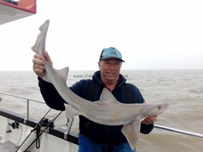 2 oz Starry Smooth-hound by Unknown