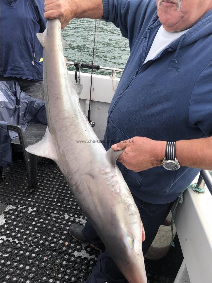 35 lb Tope by Unknown