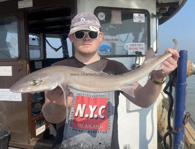 5 lb Smooth-hound by Unknown