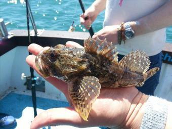 4 oz Short-spined Sea Scorpion by Unknown