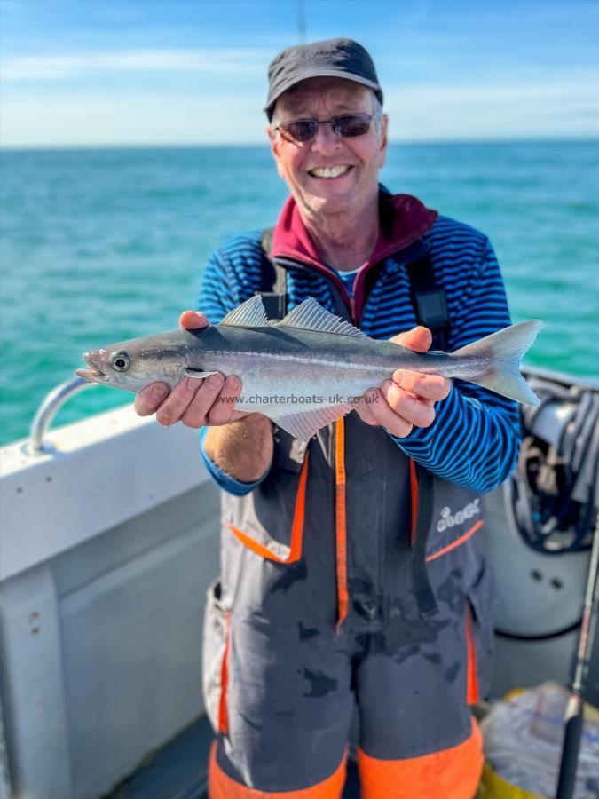 1 lb 14 oz Coalfish (Coley/Saithe) by Brian Brown