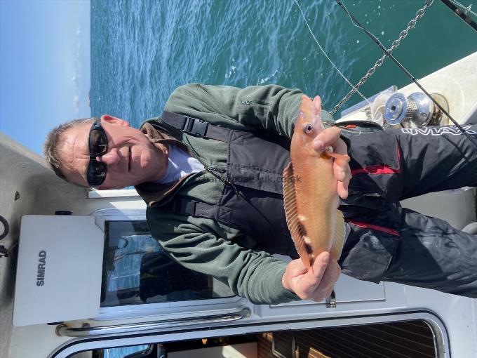 1 lb 1 oz Cuckoo Wrasse by Unknown