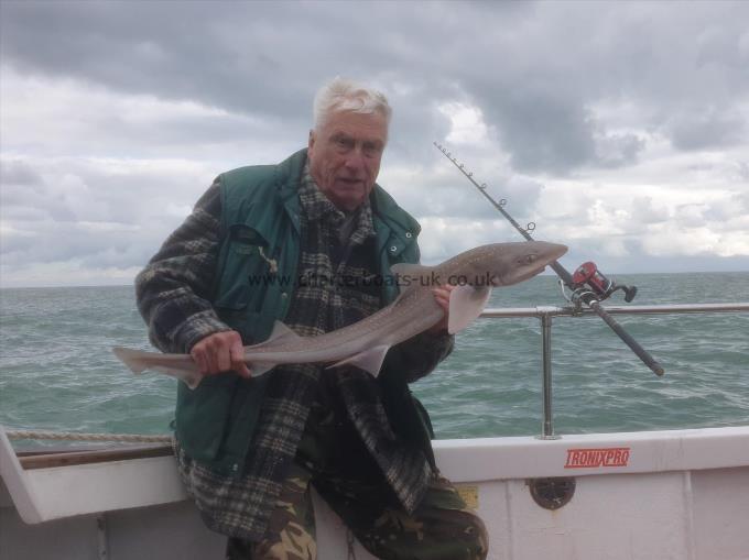 7 lb Smooth-hound (Common) by Terry of Kent