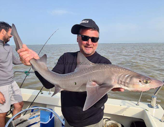 10 lb 4 oz Starry Smooth-hound by Dave