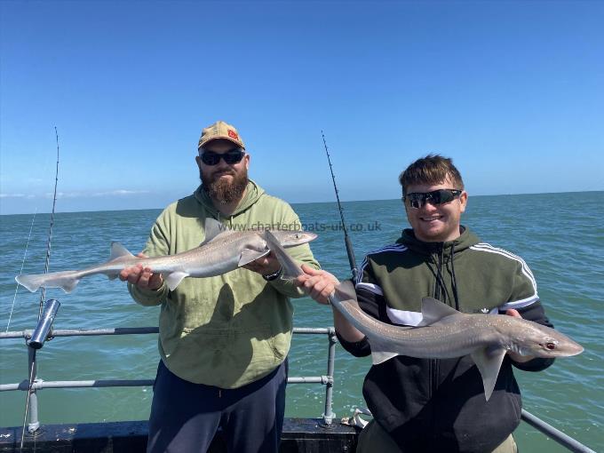 6 lb Starry Smooth-hound by Unknown