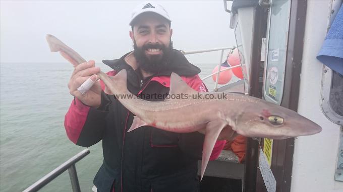7 lb 6 oz Starry Smooth-hound by Alex from Dover