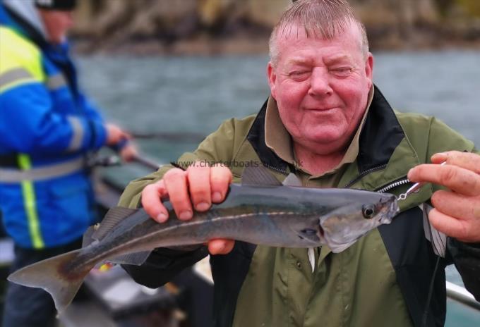 3 lb Coalfish (Coley/Saithe) by matt white