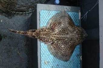2 lb 14 oz Spotted Ray by Ross Mackay