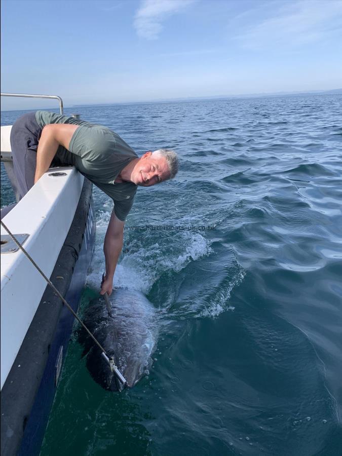 530 lb Bluefin Tuna by Unknown