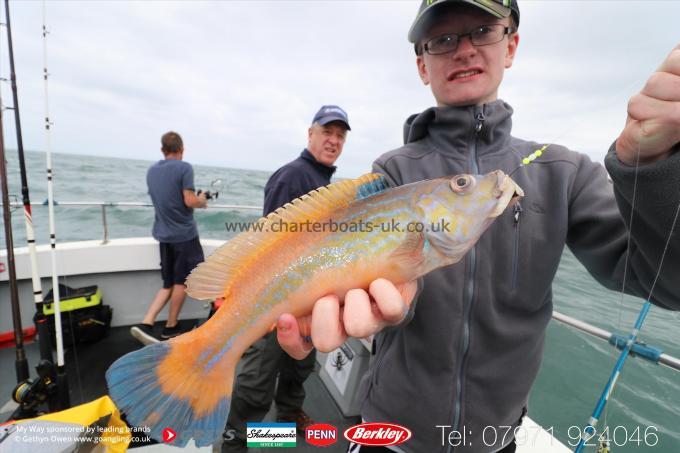 1 lb Cuckoo Wrasse by Mike