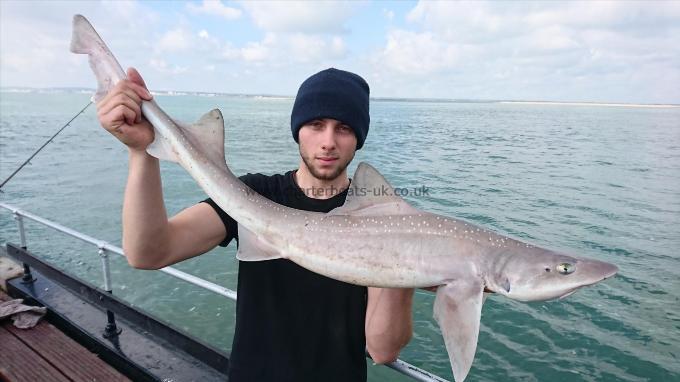 10 lb 5 oz Starry Smooth-hound by Unknown