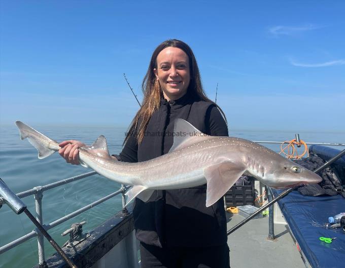 12 lb Starry Smooth-hound by Unknown