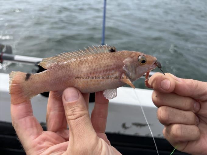 9 oz Goldsinny Wrasse by Unknown