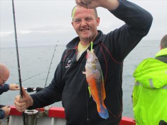 1 lb 6 oz Cuckoo Wrasse by Unknown