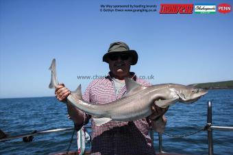 15 lb Starry Smooth-hound by Dave
