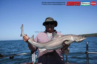 15 lb Starry Smooth-hound by Dave