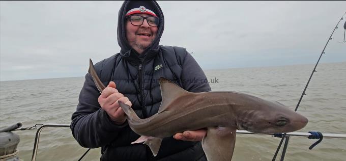 6 lb Starry Smooth-hound by Paul